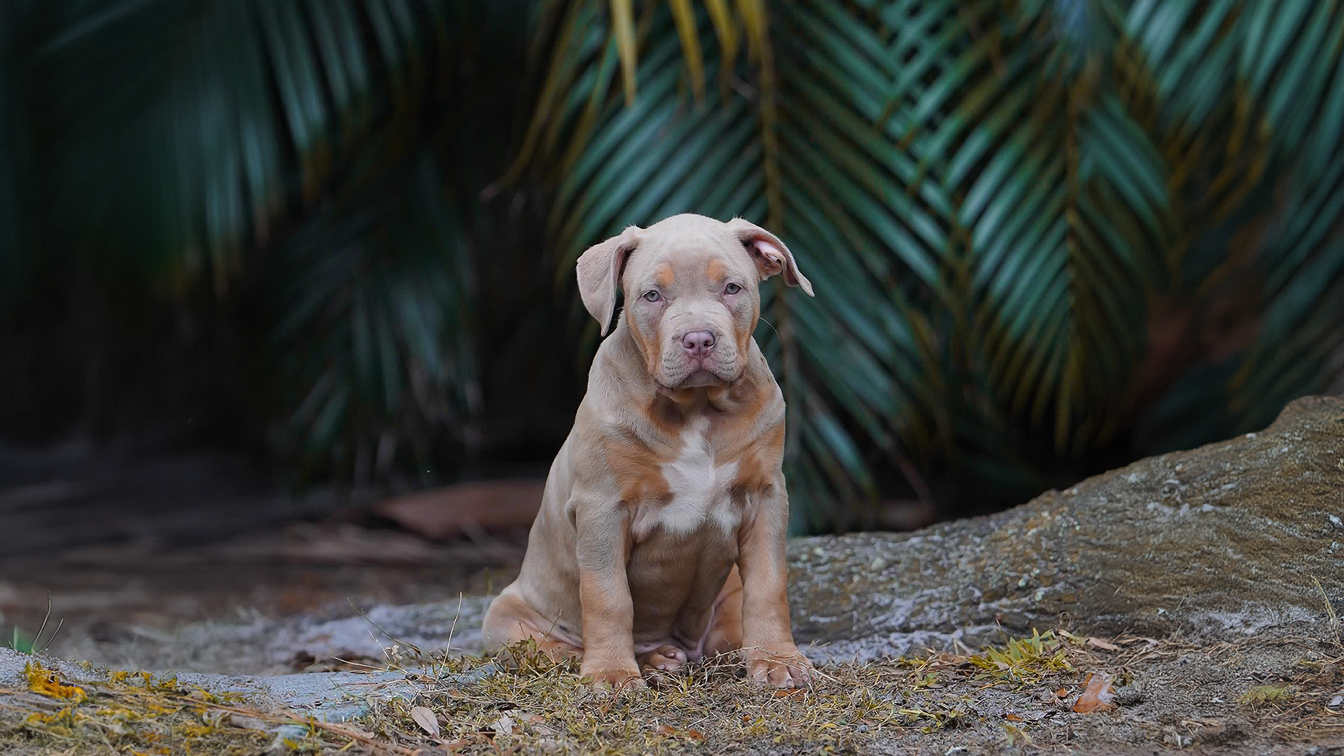 Read more about the article The Importance of Obedience Training For XL Bullies