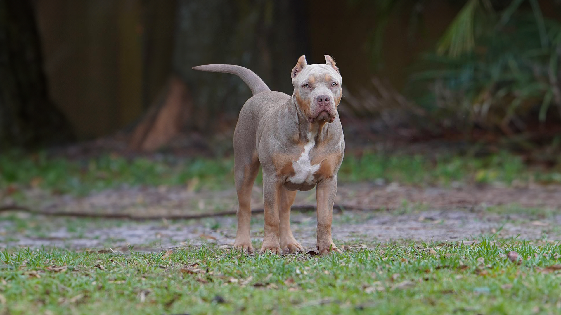 Read more about the article XL Bullies | How to Beat the Extreme Heat